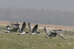 Brandgans 1-Lauwersmeer 1-4-2007 b