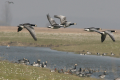 Brandgans 2-Lauwersmeer 1-4-2007 b