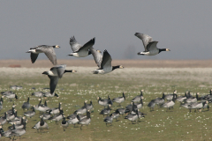 Brandgans 3-Lauwersmeer 1-4-2007 b