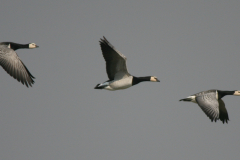 Brandgans 4-Lauwersmeer 1-4-2007