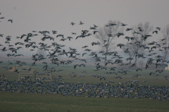 Brandgans 6-Lauwersmeer 1-4-2007