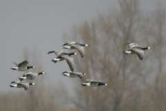 Brandgans-Lauwersmeer 1-4-2007