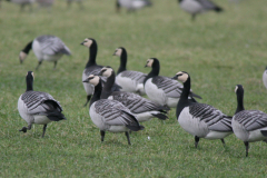 Brandgans-Lauwersmeer 13-1-2008