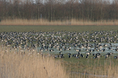 Brandgans-Lauwersmeer 26-3-2008