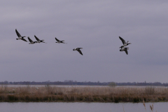 Brandgans-Zuidlaardermeergebied 8-4-2015