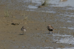 Breedbek - en Bonte strandloper Lauwersmeer 20-6-2014