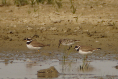 Breedbekstrandloper en Bontbekplevier  1-Lauwersmeer 20-6-2014 b