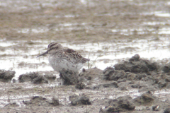 Breedbekstrandloper 1-Lauwersmeer 21-5-2006