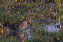 Breedbekstrandloper, juv.  1-Lauwersmeer 28-8-2015 b