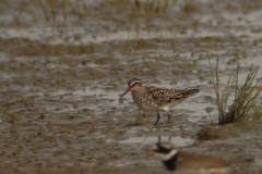 Breedbekstrandloper 2-Lauwersmeer 20-6-2014 b