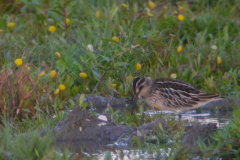 Breedbekstrandloper, juv.  2-Lauwersmeer 28-8-2015 b