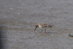 Breedbekstrandloper Friesland-kust 7-5-2023