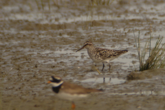 Breedbekstrandloper-Lauwersmeer 20-6-2014 b