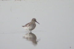 Breedbekstrandloper-Lauwersmeer 21-5-2006