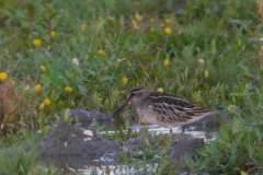 Breedbekstrandloper, juv. -Lauwersmeer 28-8-2015 b