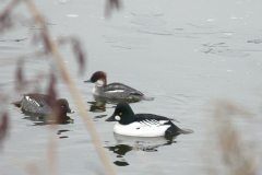 Brilduiker, ♂ en ♀, en Nonnetje  1-Groningen-stad 29-1-2006