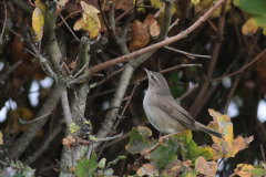 Bruine boszanger 1-Friesland 4-11-2015 c