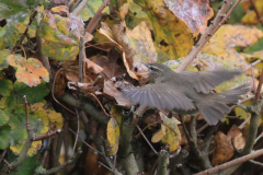 Bruine boszanger 2-Friesland 4-11-2015 a