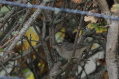 Bruine boszanger 3-Friesland 4-11-2015 b