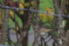 Bruine boszanger 4-Friesland 4-11-2015 b