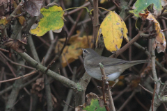 Bruine boszanger 5-Friesland 4-11-2015