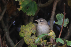 Bruine boszanger 6-Friesland 4-11-2015