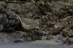 Bruine boszanger-Drenthe 10-1-2021