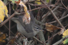 Bruine boszanger-Friesland 4-11-2015 a