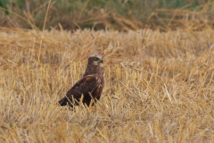 Bruine kiekendief, 2e kj. ♂ -Drenthe 24-8-2012