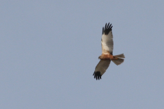 Bruine kiekendief, ♂ -Eemshaven 7-4-2010