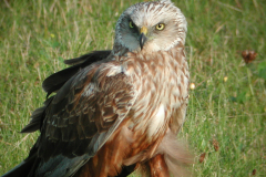 Bruine kiekendief ♂ -Eemshaven 9-7-2005