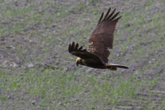 Bruine kiekendief-Groningen-kust 24-4-2019