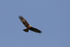 Bruine kiekendief, ♀ -Schiermonnikoog 14 -5-2022