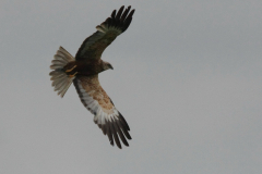 Bruine kiekendief, ♂ -Zuidlaardermeergebied 14-6-2015