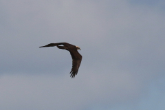 Bruine kiekendief, juv. Friesland-kust 30-8-2022