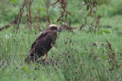 Bruine kiekendief, juv. Zuidlaardermeergebied 31-7-2023