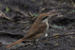 Bruine klauwier 2-Noord-Holland 26-2-2017