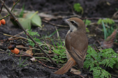 Bruine klauwier 4-Noord-Holland 26-2-2017