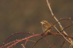 Bruine klauwier-Gelderland 19-1-2014 a