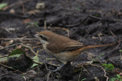 Bruine klauwier-Noord-Holland 26-2-2017