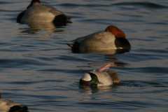 Buffelkopeend-Noord-Holland 20-1-2016