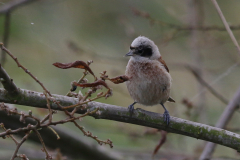 Buidelmees, ♂ Dannemeer 25-7-2023