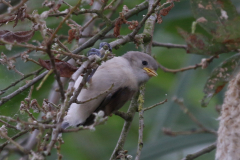 Buidelmees, juv.  Dannemeer 25-7-2023