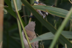 Buidelmees, juv. en adult ♂  1  Dannemeer 25-7-2023