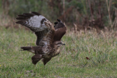 Buizerd, 1e kj. 1-Eemshaven 15-9-2013