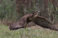 Buizerd, 1e kj. 2-Eemshaven 15-9-2013