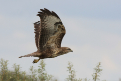 Buizerd, 1e kj.-Eemshaven 15-9-2013