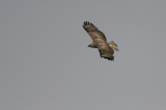 Buizerd, 2e kj.-Groningen-prov. 30-4-2008