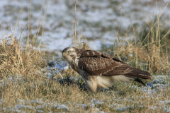 Buizerd, 2e kj.-Groningen-prov. 5-2-2012