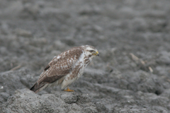 Buizerd, 2e kj.-Lauwersmeer 4-3-2007 b